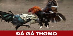 Đá gà Thomo